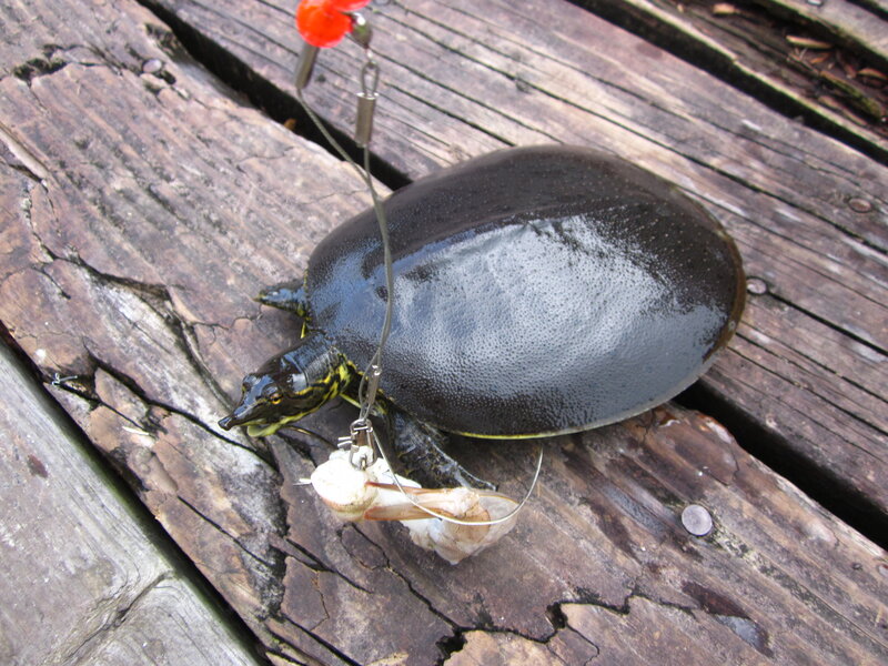 Turtle on Wooden Deck — Brown