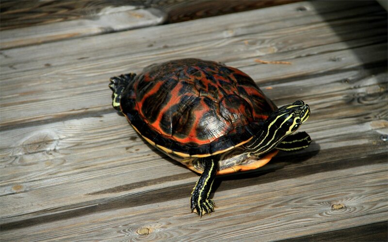 turtle on wooden deck
