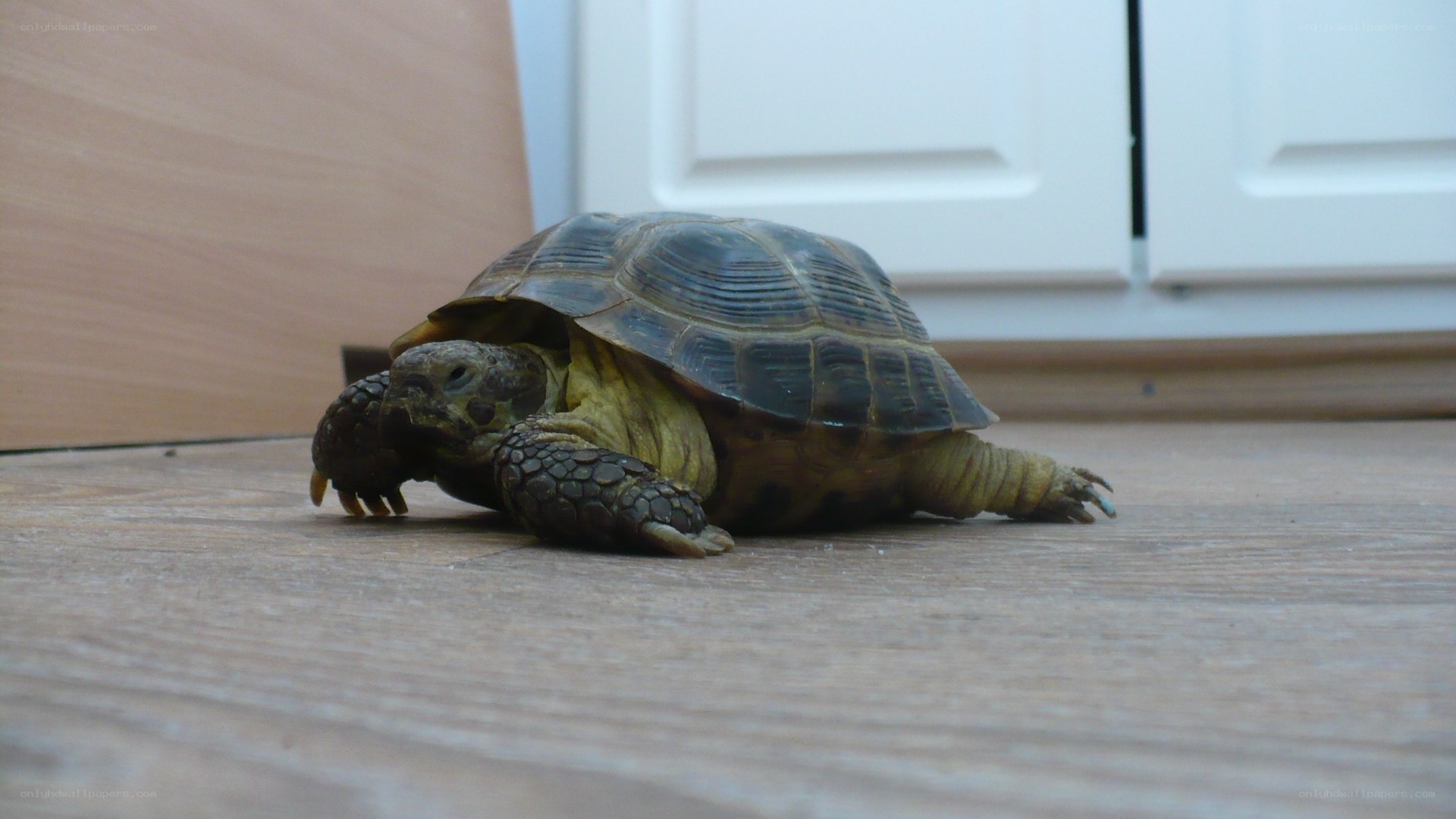 turtle on wooden floor