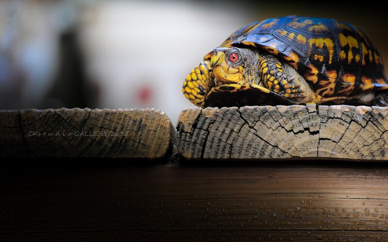 turtle on wooden log