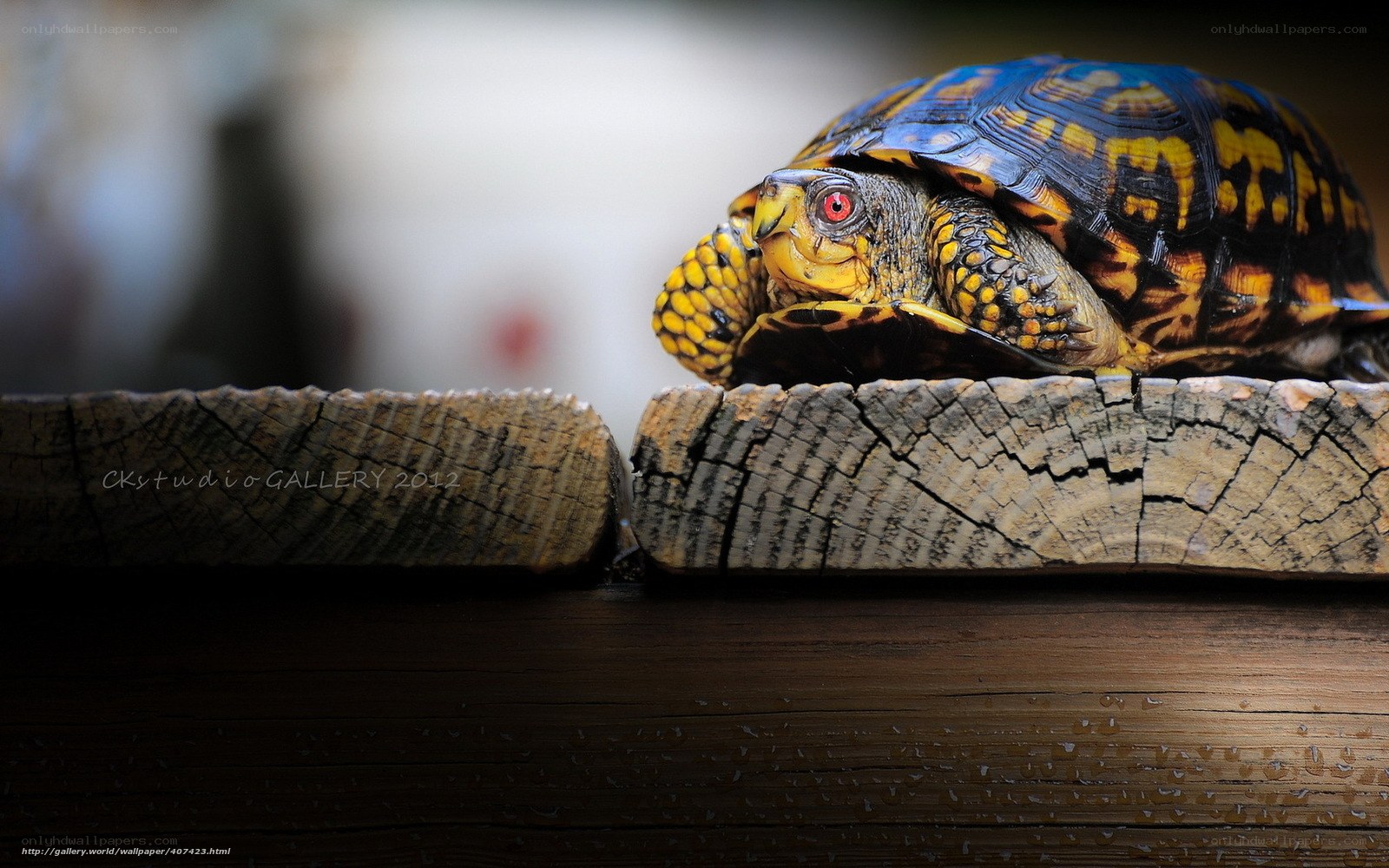 turtle on wooden surface