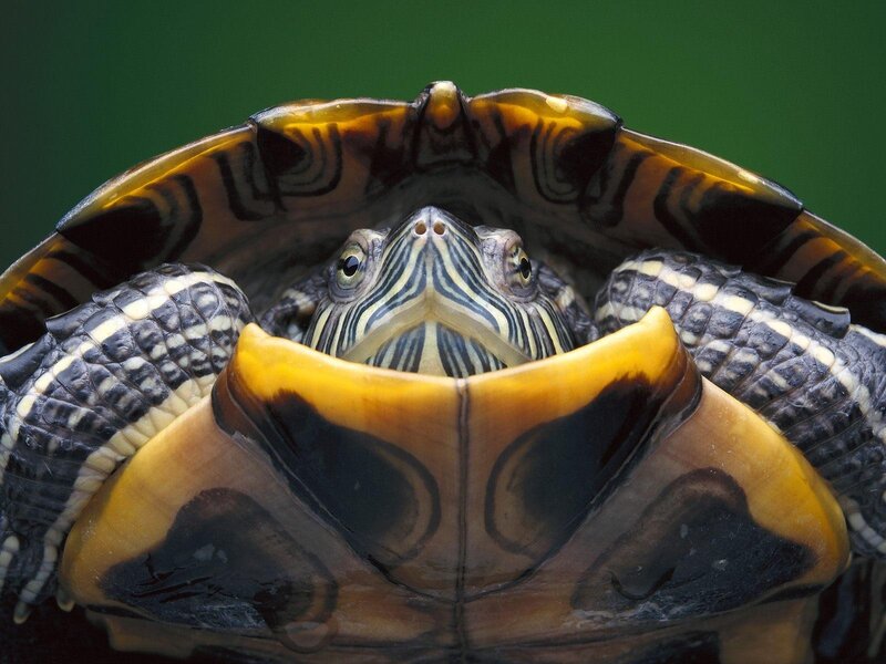turtle peeking from shell