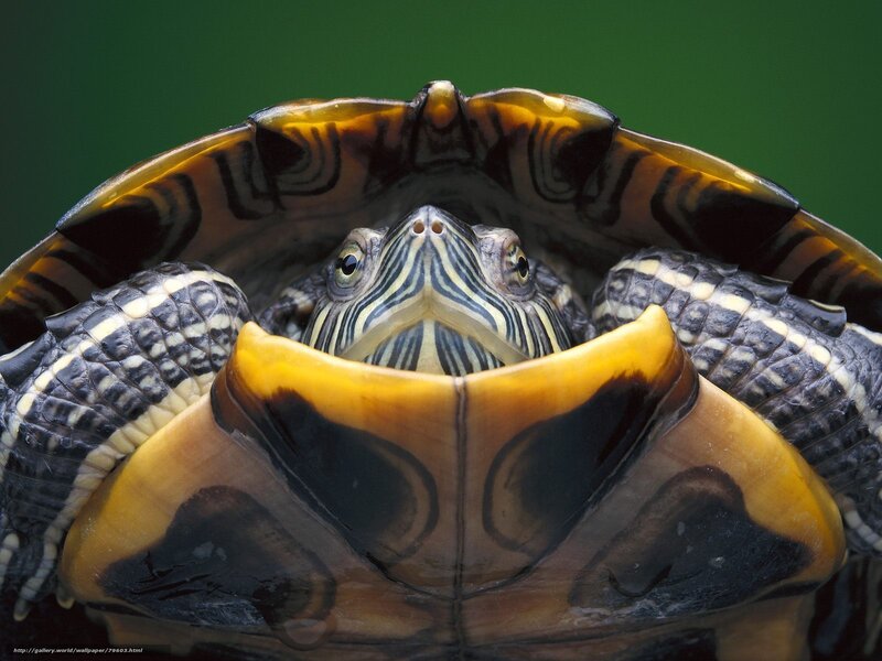 turtle peeking from shell