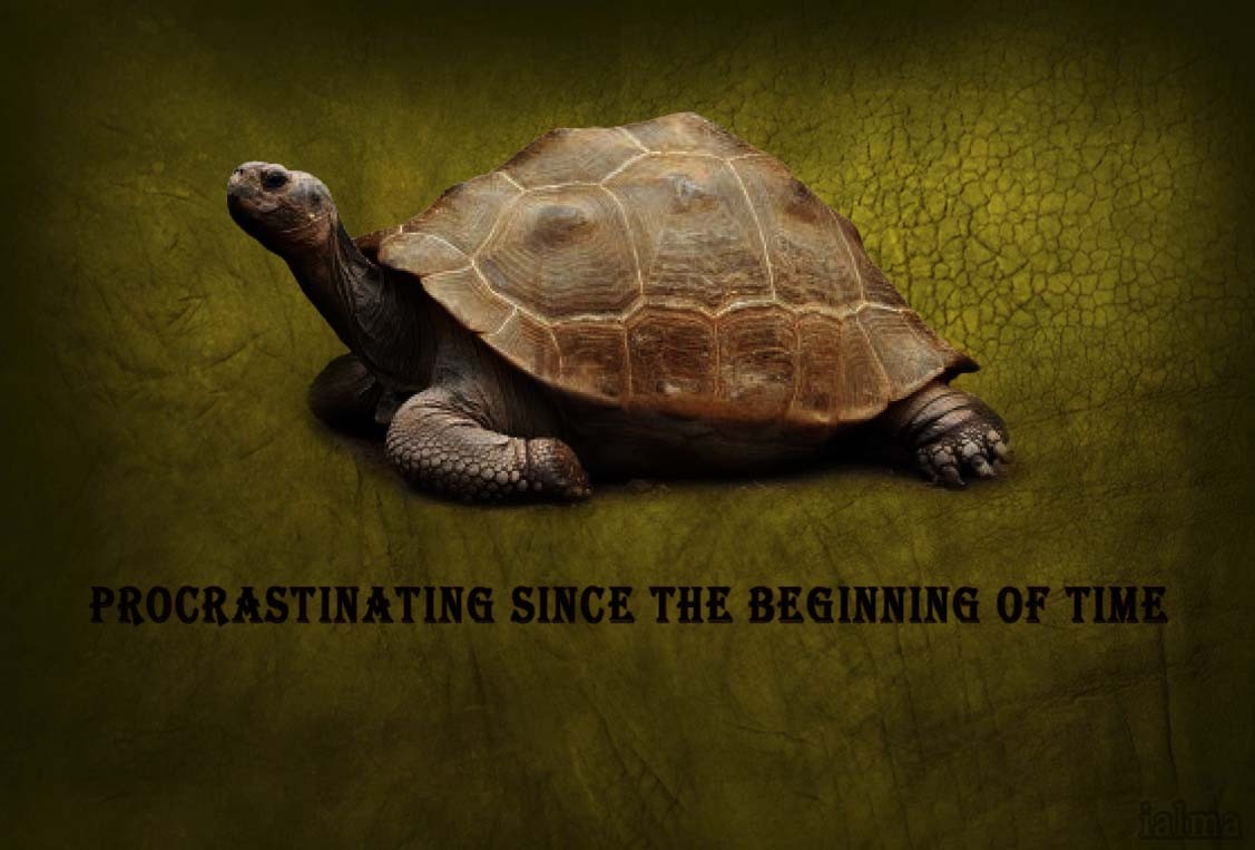turtle procrastinating