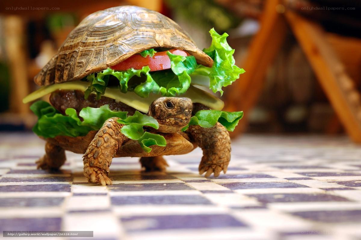 turtle sandwich creation