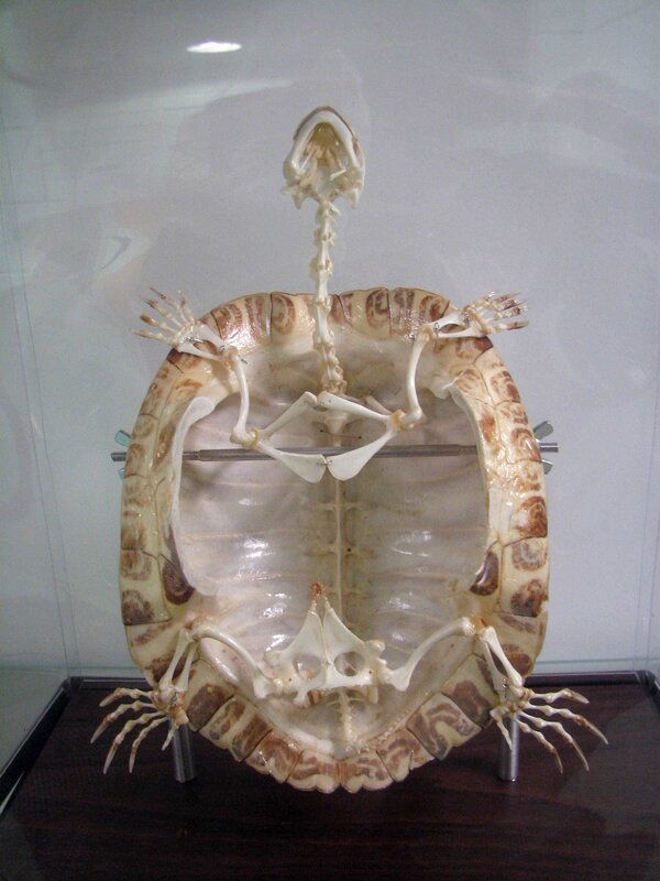 turtle skeleton display