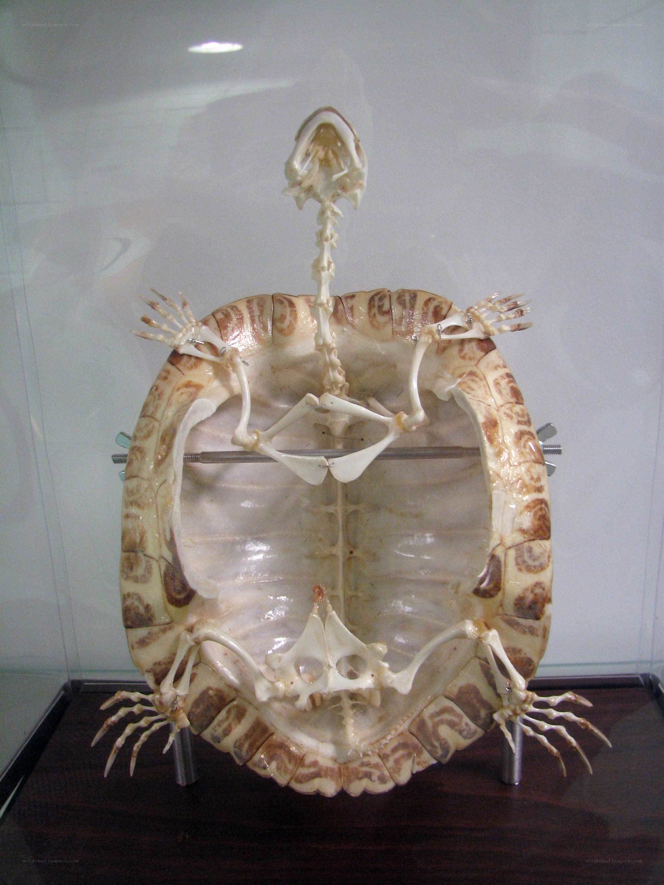 turtle skeleton display