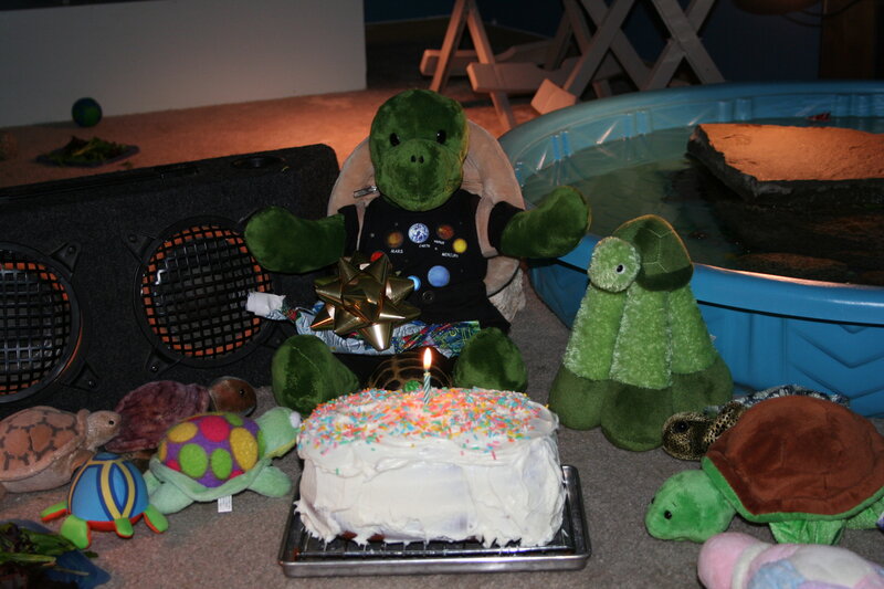 Turtle stuffed animals with birthday cake