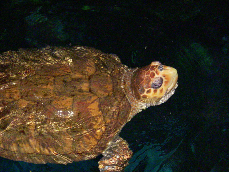 turtle swimming in dark water