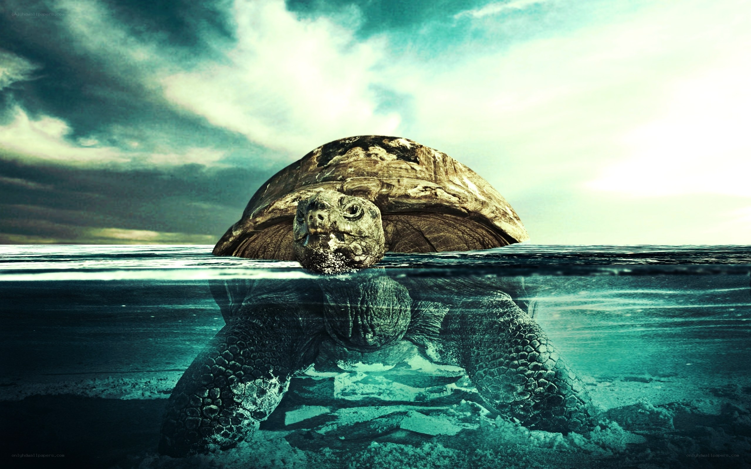 turtle swimming in ocean