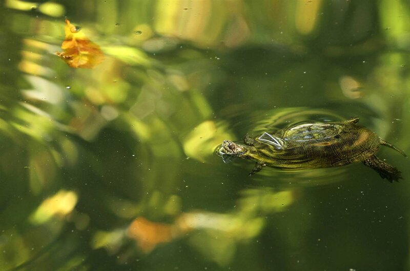 turtle swimming in pond