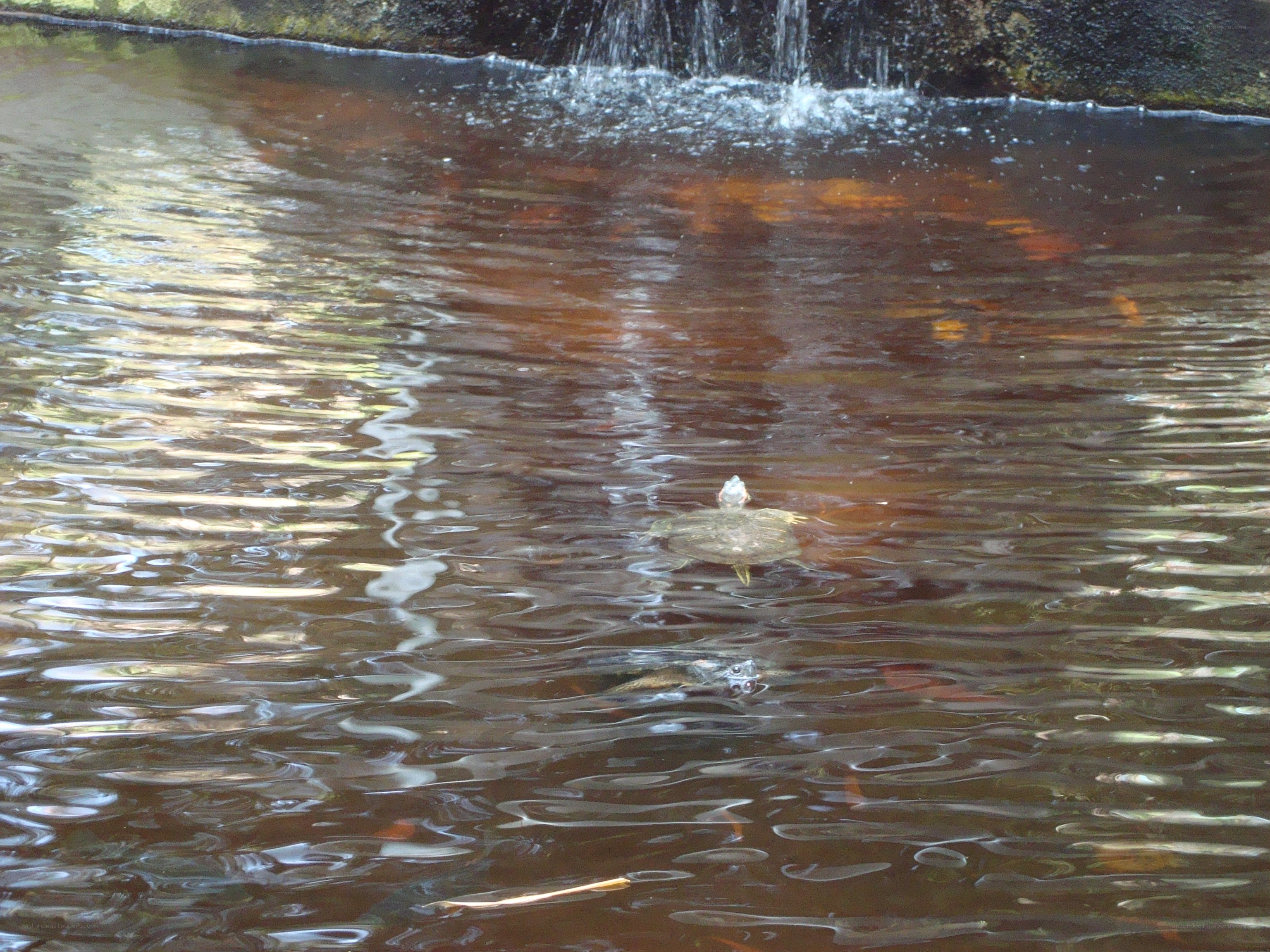 Turtle swimming in pond