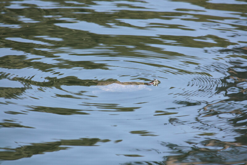 Turtle Swimming in Water — Blue