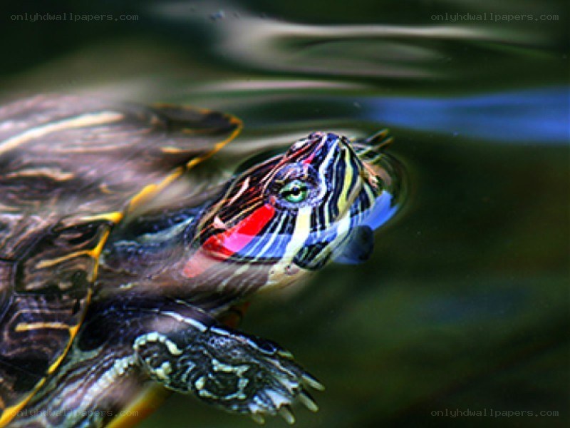 turtle swimming in water