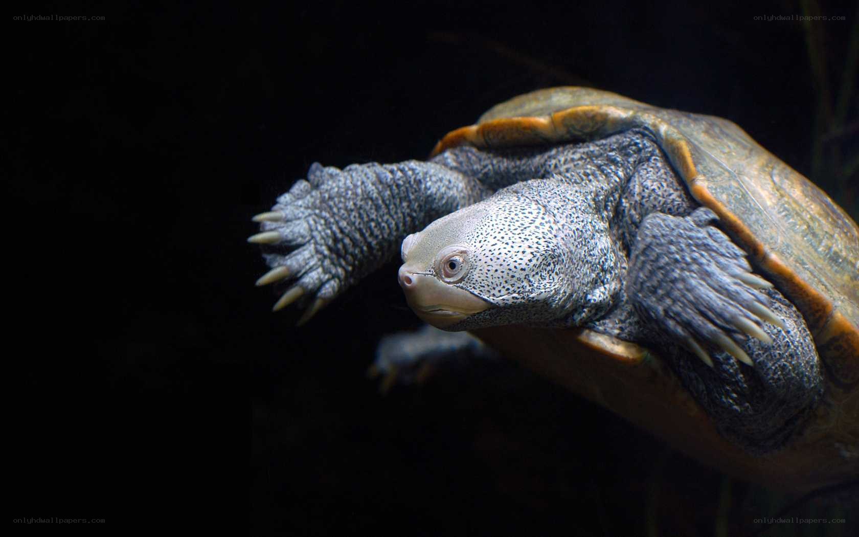 turtle swimming underwater