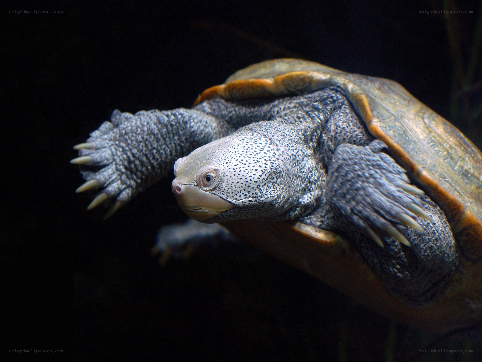 turtle swimming underwater