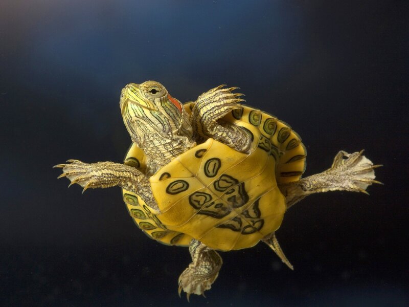 turtle swimming underwater