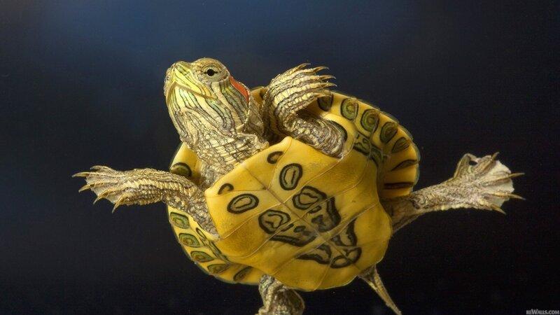 turtle swimming underwater