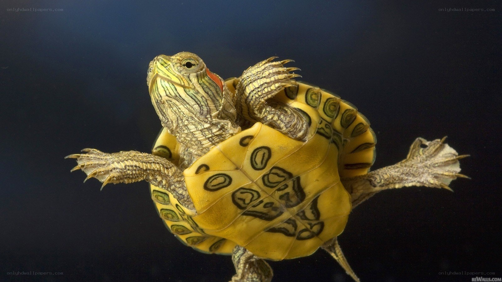 turtle swimming underwater