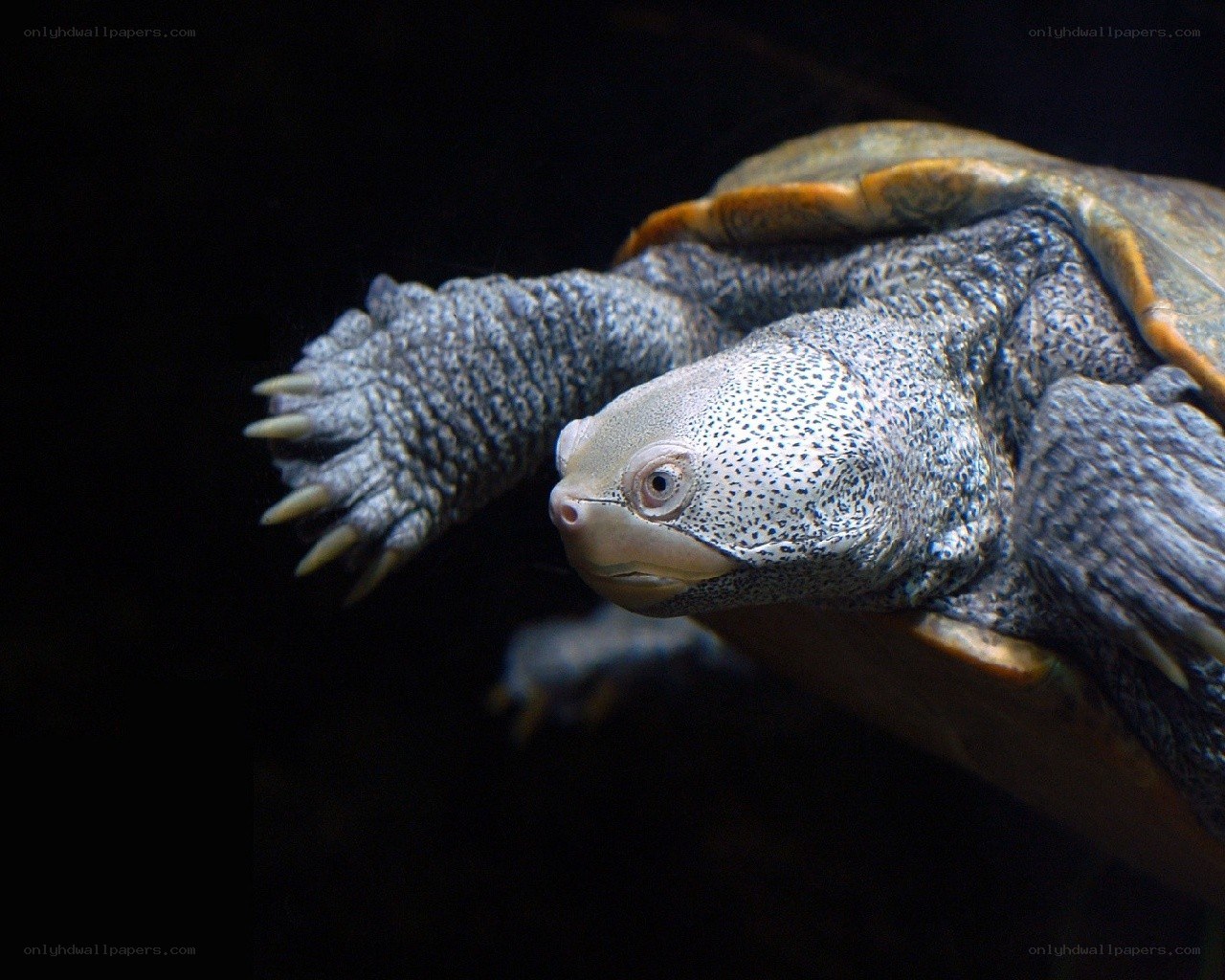 turtle swimming underwater