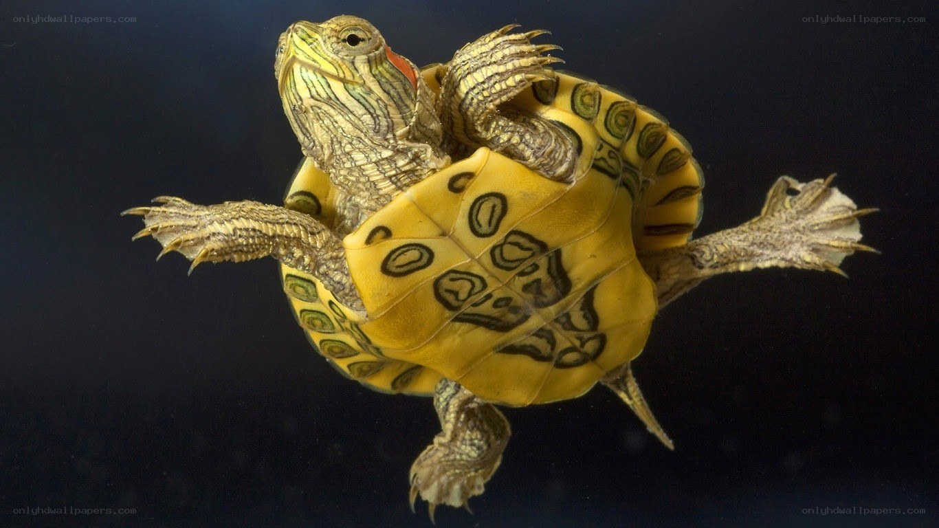 turtle swimming underwater