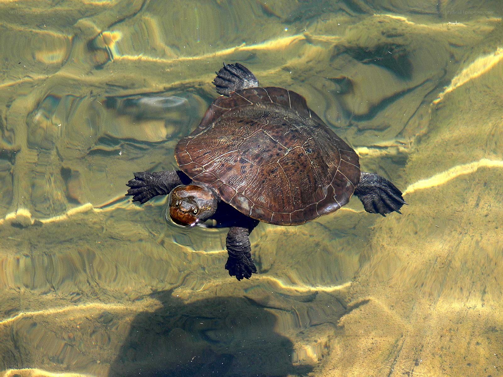 turtle swimming underwater