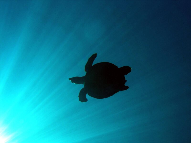 turtle swimming underwater