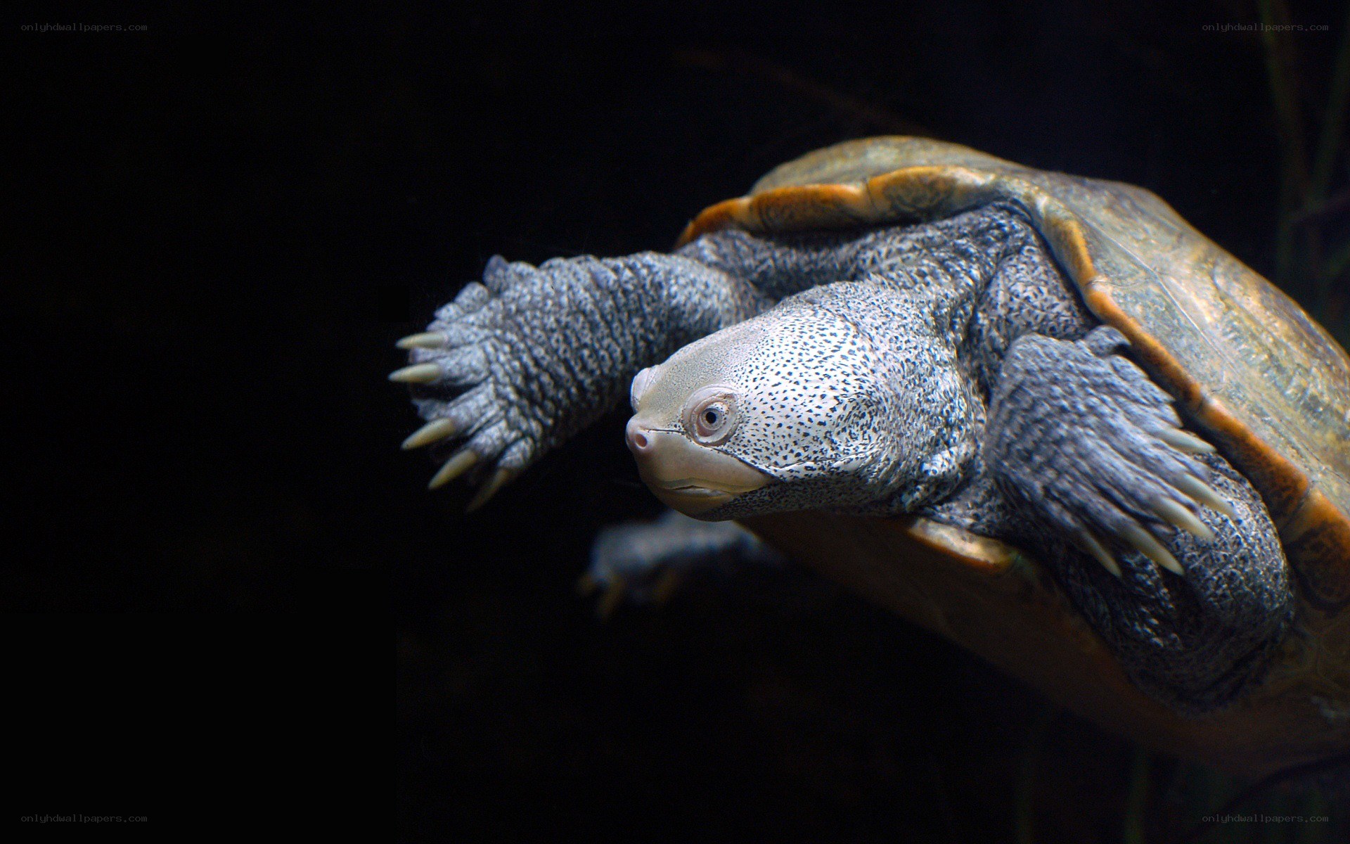 turtle swimming underwater