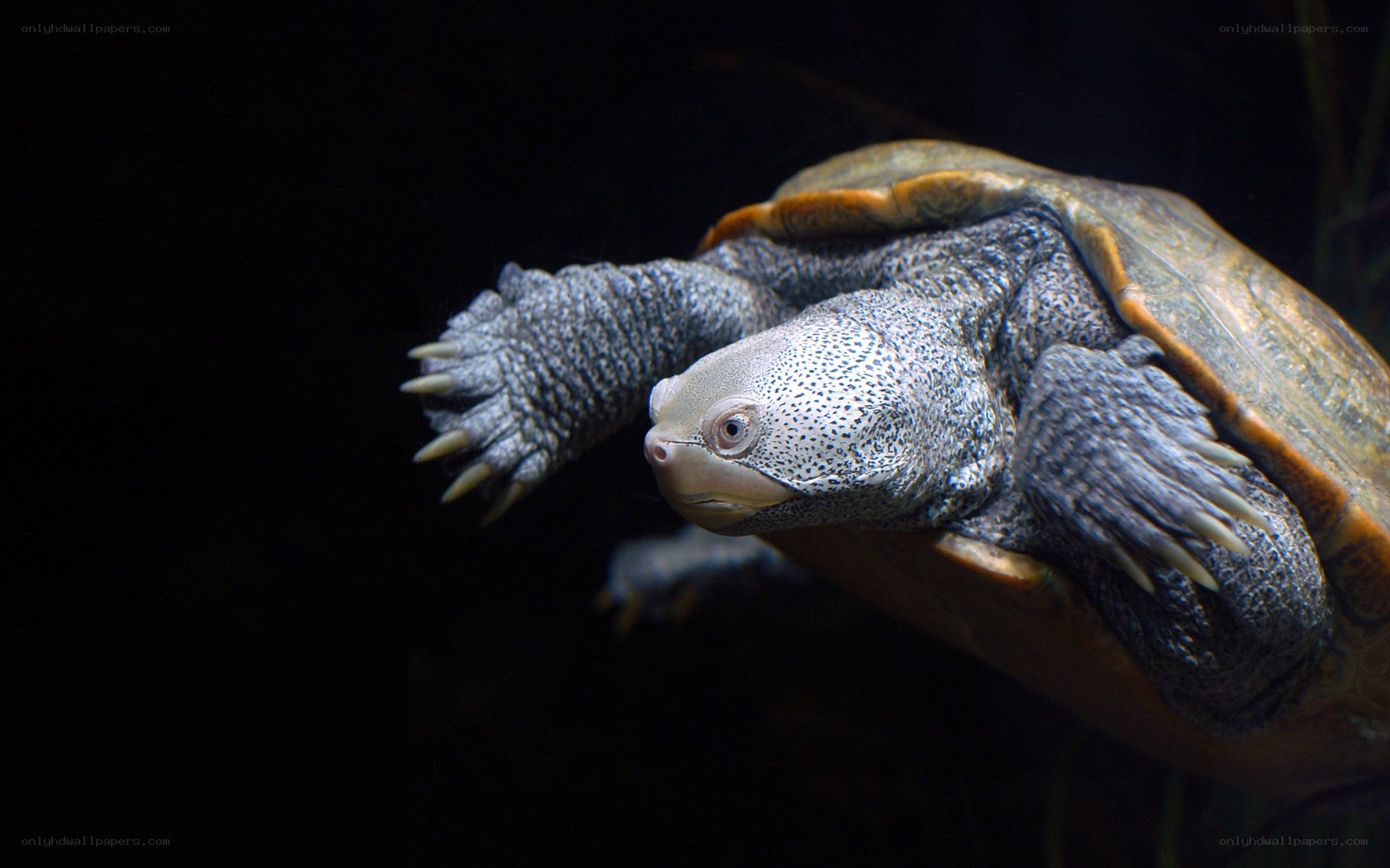 turtle swimming underwater