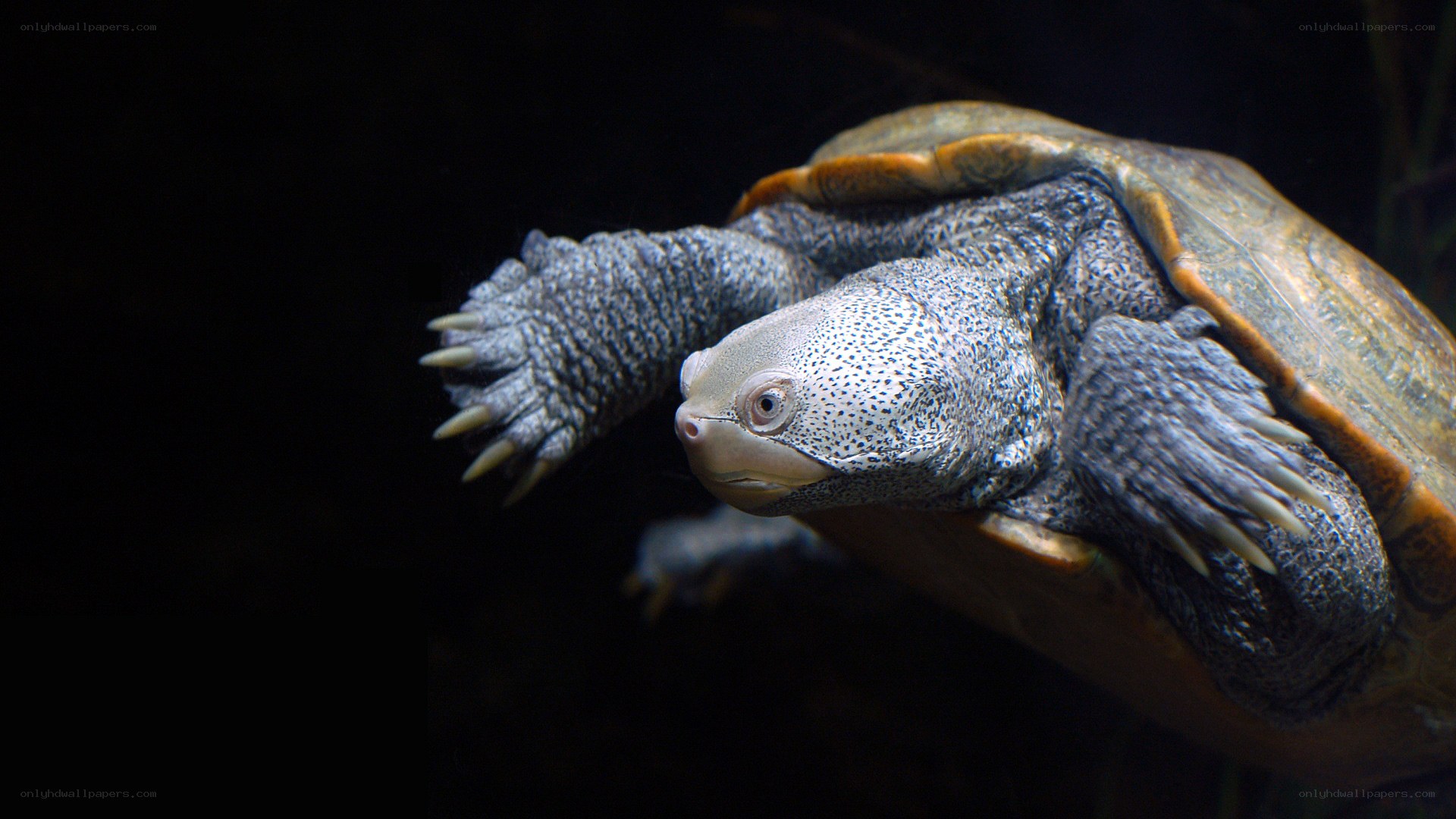 turtle swimming underwater