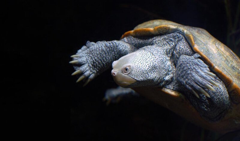 Turtle Swimming Underwater — Black