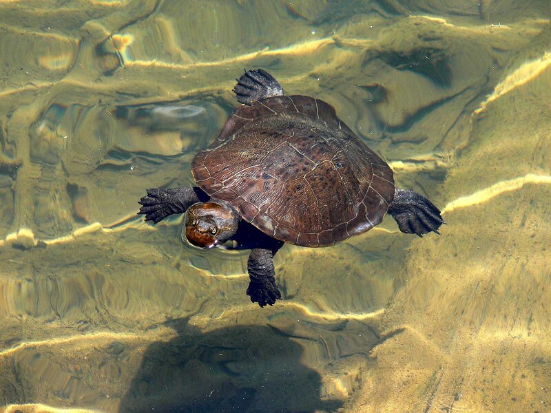 Turtle Swimming Underwater — Brown, Calm