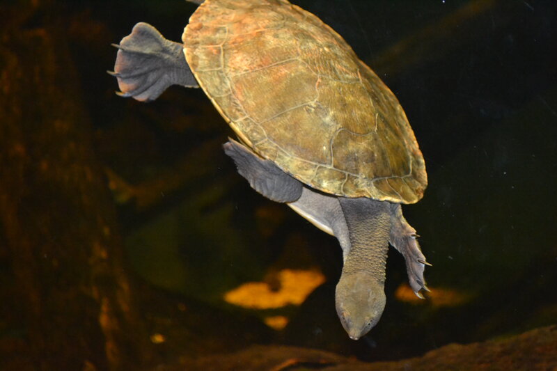 Turtle Swimming Underwater — Brown