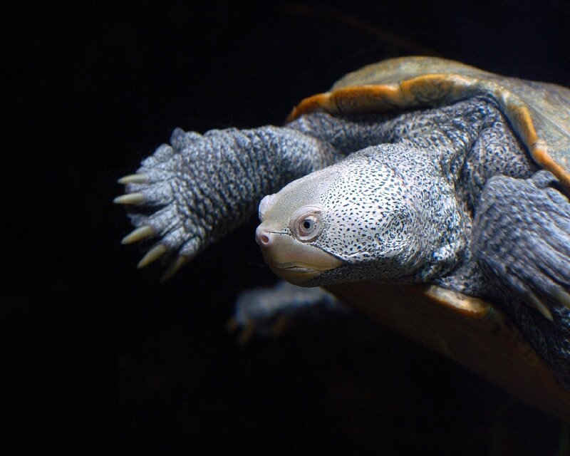 Turtle Swimming Underwater — Gray