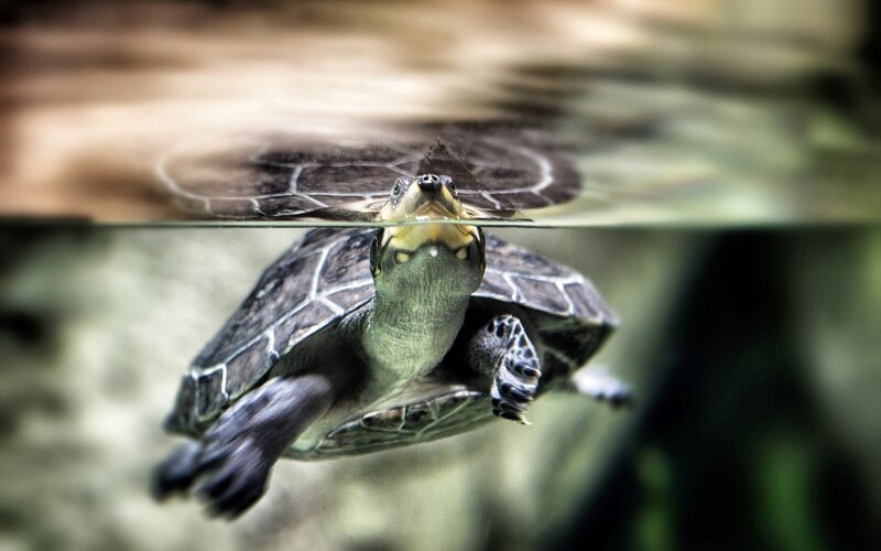 Turtle Swimming Underwater — Green, Calm