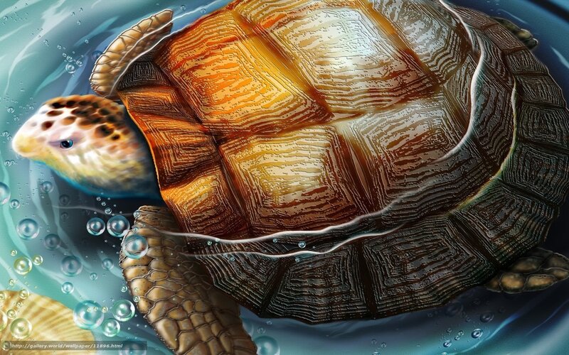 turtle swimming underwater
