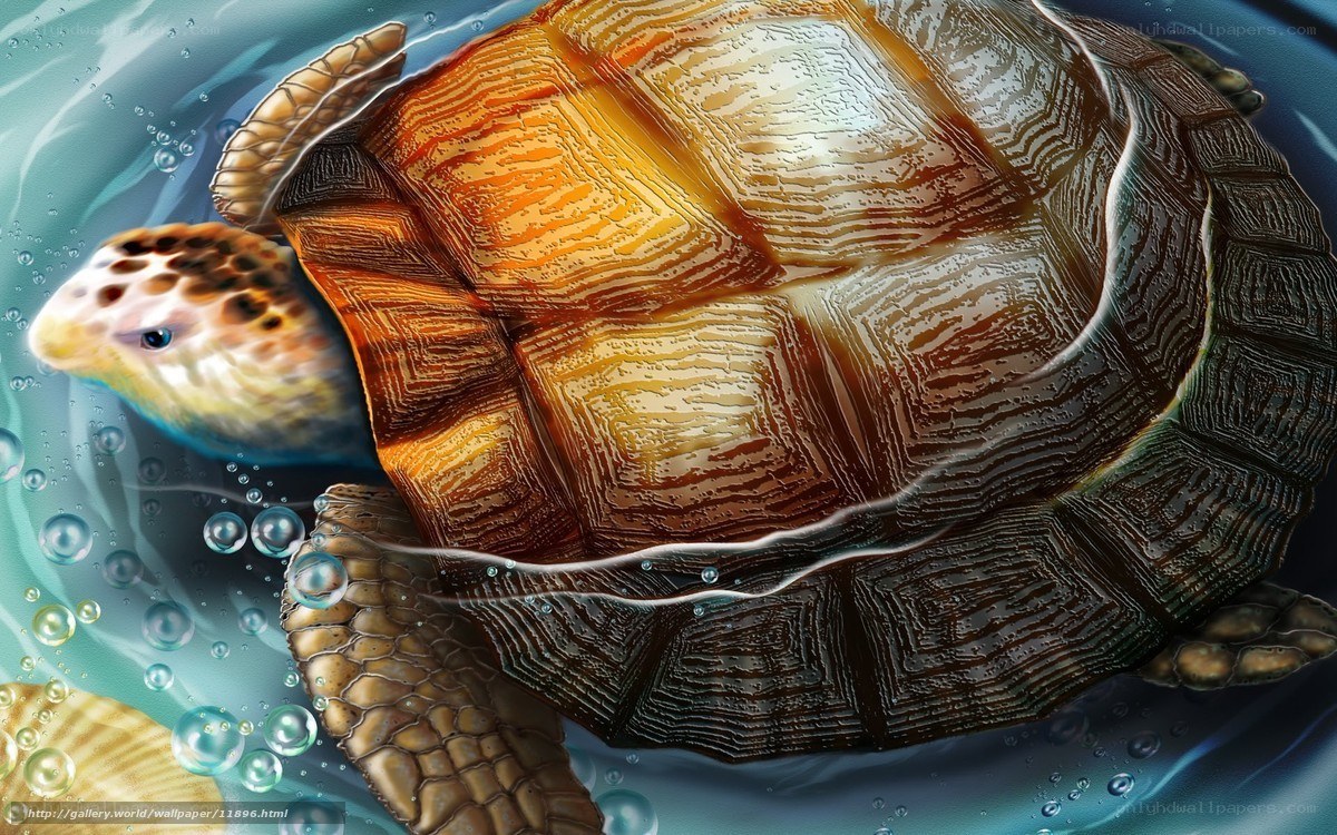 turtle swimming underwater