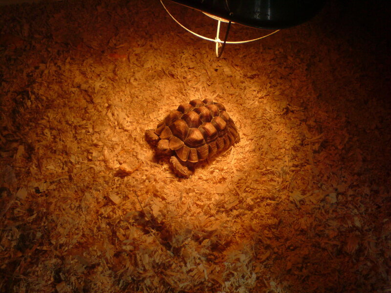 turtle under heat lamp