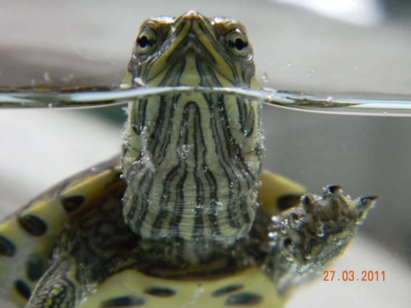 Turtle Underwater