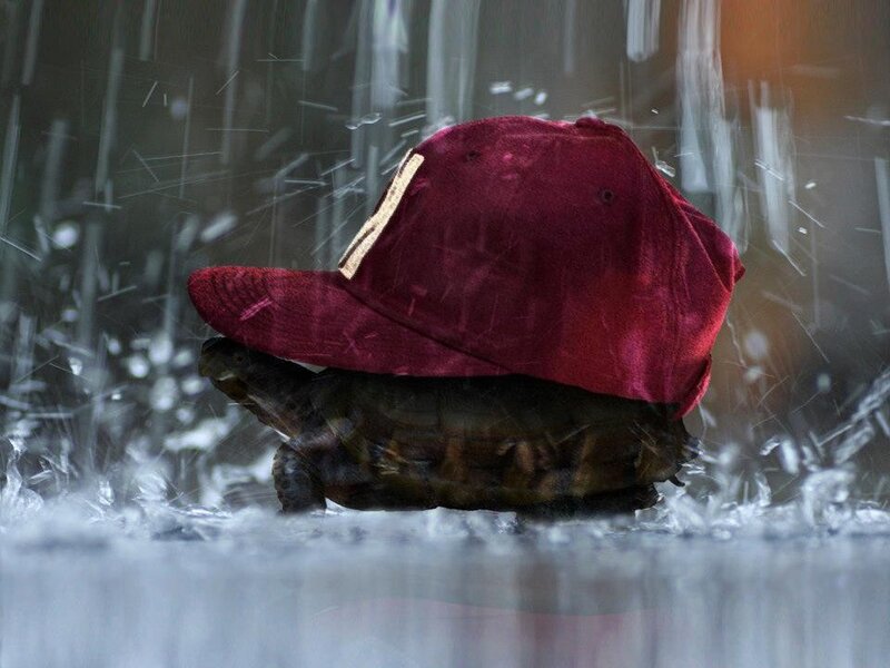 turtle wearing a red cap