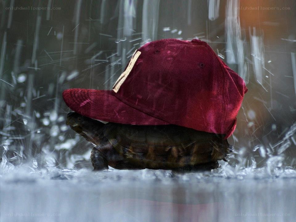 turtle wearing a red cap