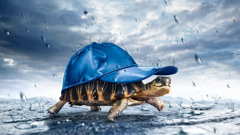 Turtle Wearing Blue Hat — Dramatic, Digital Art, Rain, Clouds