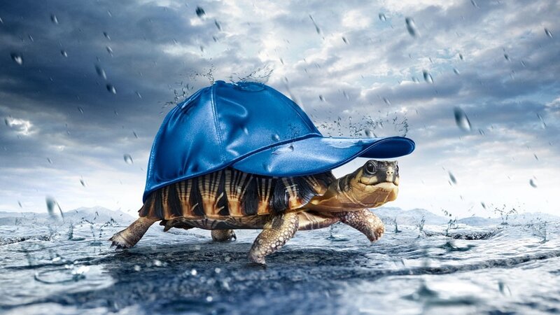 Turtle Wearing Blue Hat — Dramatic, Digital Art, Rain