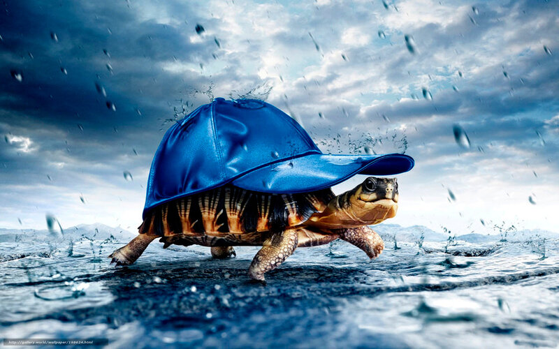 Turtle Wearing Blue Hat — Dramatic, Digital Art