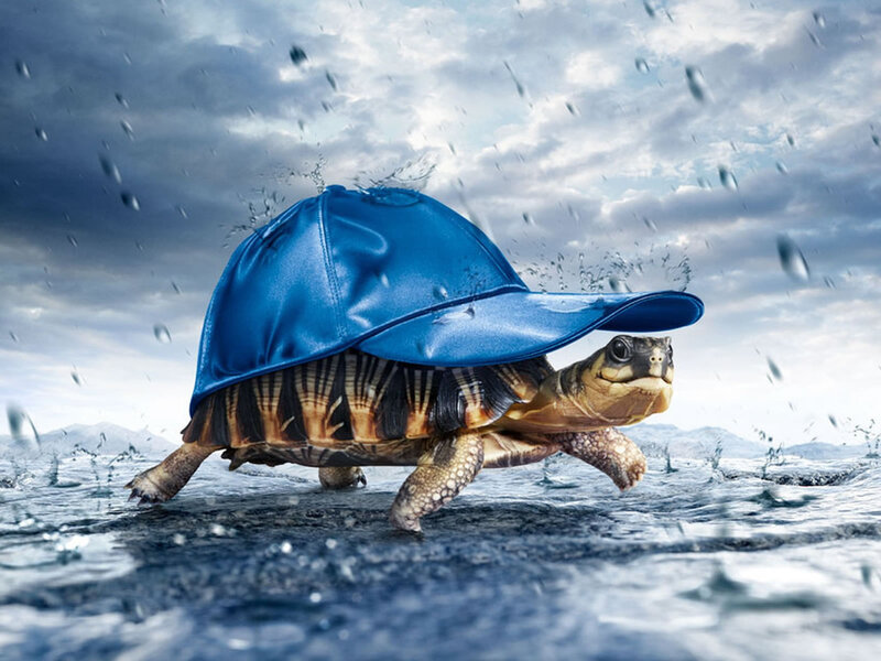 Turtle Wearing Blue Hat — Dramatic, Photograph, Rain
