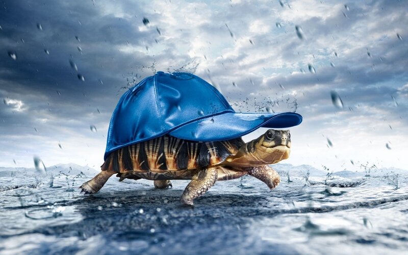 Turtle Wearing Blue Hat — Dramatic, Photograph, Rain, Water