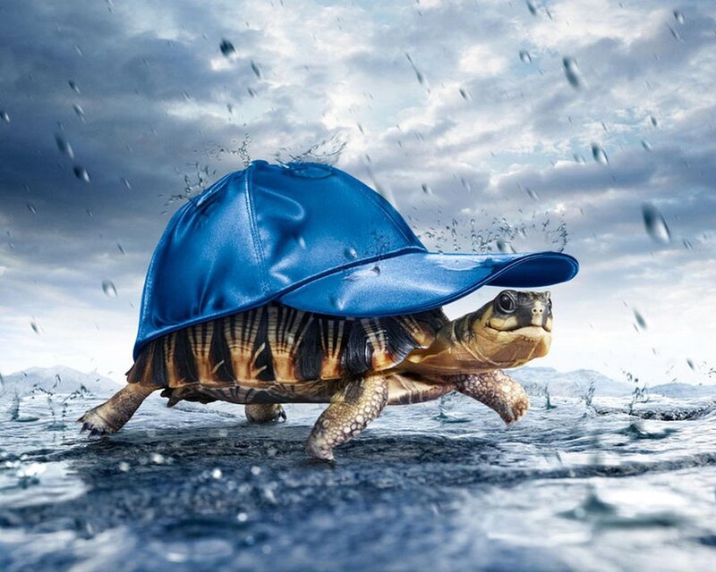Turtle Wearing Blue Hat — Dramatic