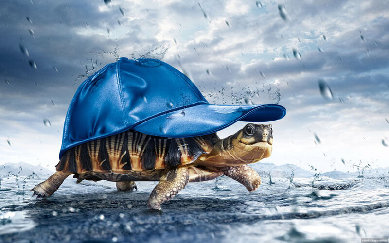 Turtle Wearing Blue Hat