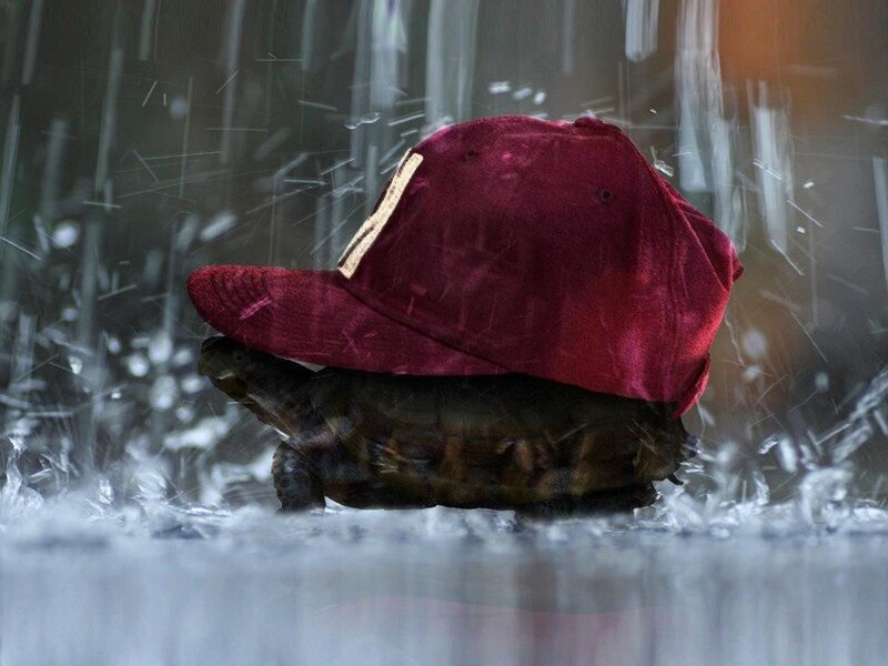 Turtle Wearing Cap