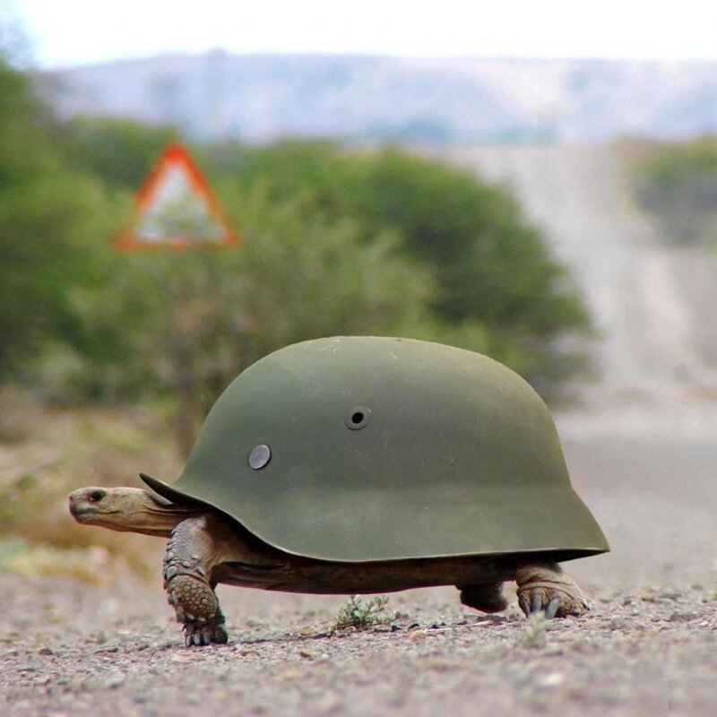 turtle wearing helmet
